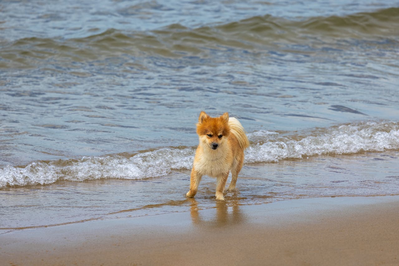 10 dog friendly beaches in Lincolnshire