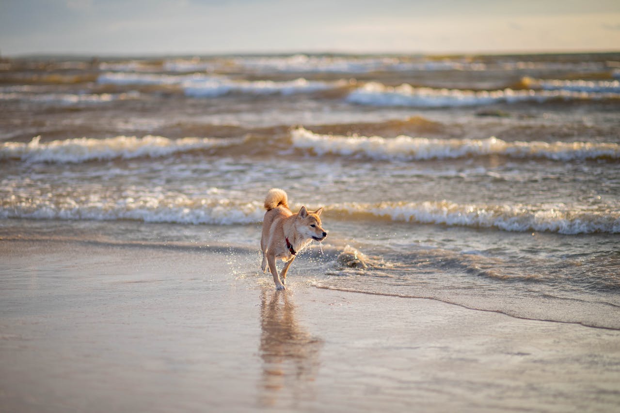 9 of the best dog friendly beaches In Essex