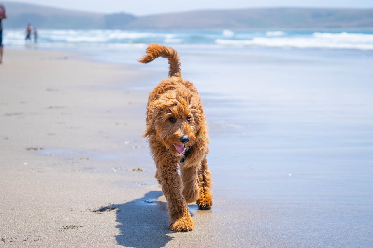 10 Dog Friendly Beaches in Barmouth
