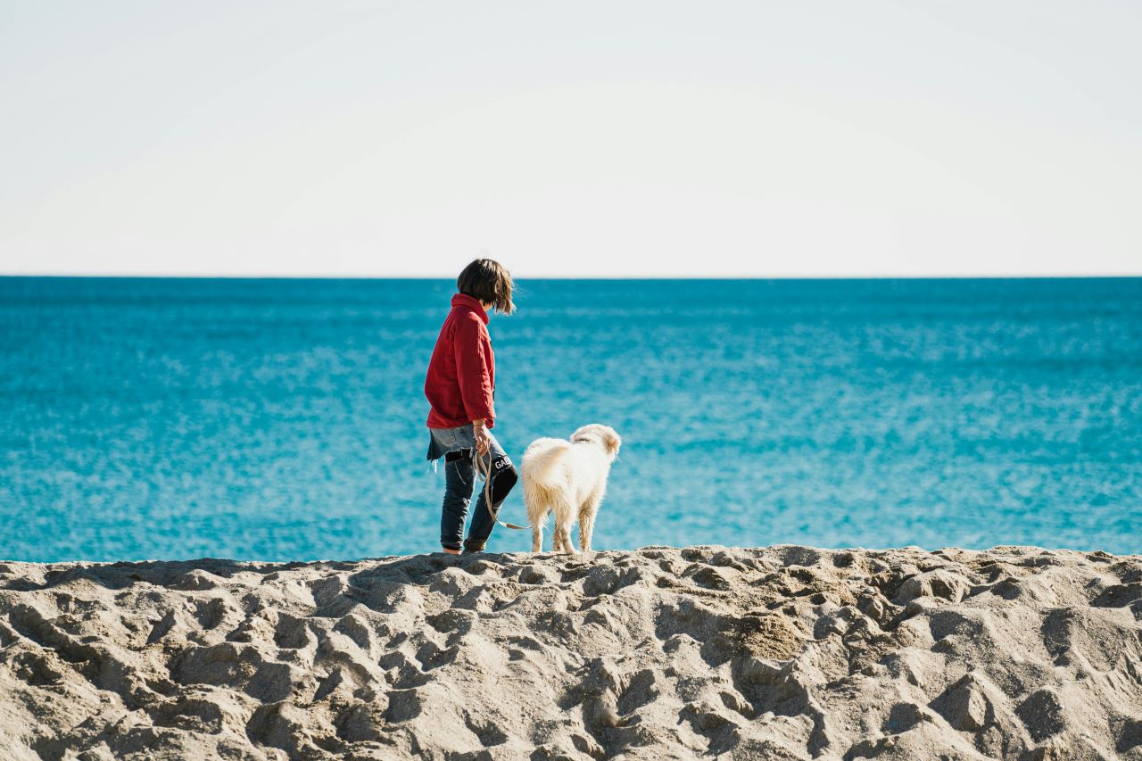 13 Dog Friendly Beaches in Hampshire
