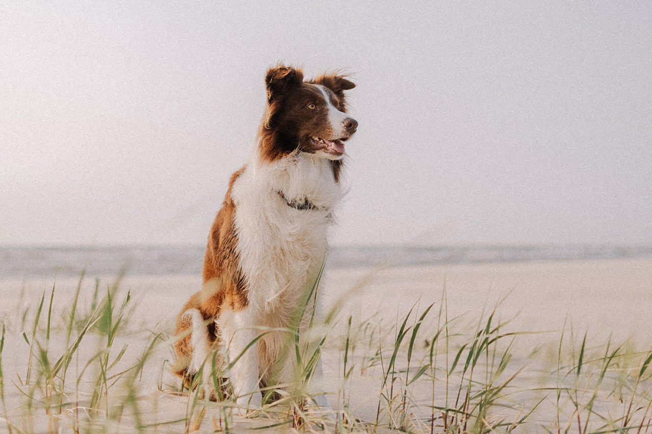 20 dog friendly beaches in Cornwall