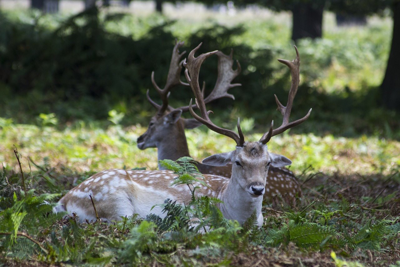 The ultimate guide to New Forest wildlife
