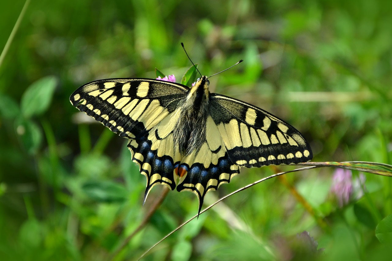 Isle of Wight animal sanctuary – Your guide to local wildlife