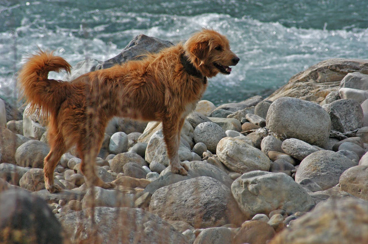 15 dog friendly beaches in Yorkshire