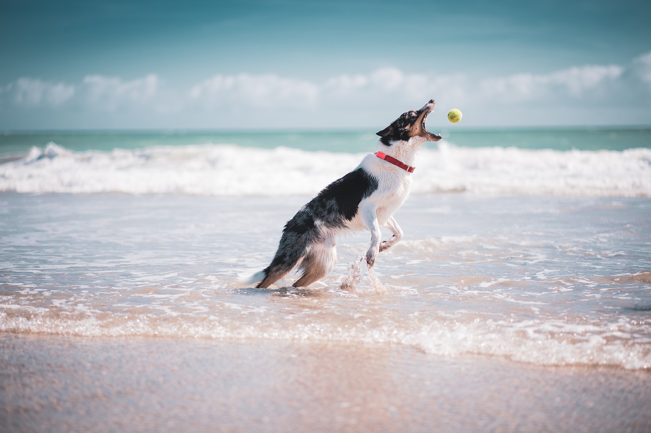 15 of the best dog friendly beaches in Dorset