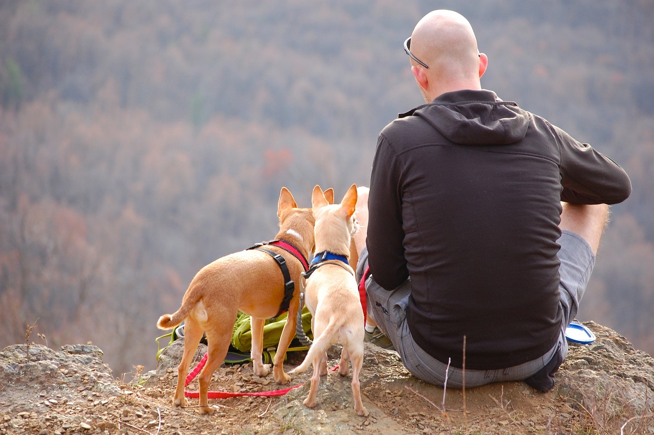 The best things to do in North Wales with dogs