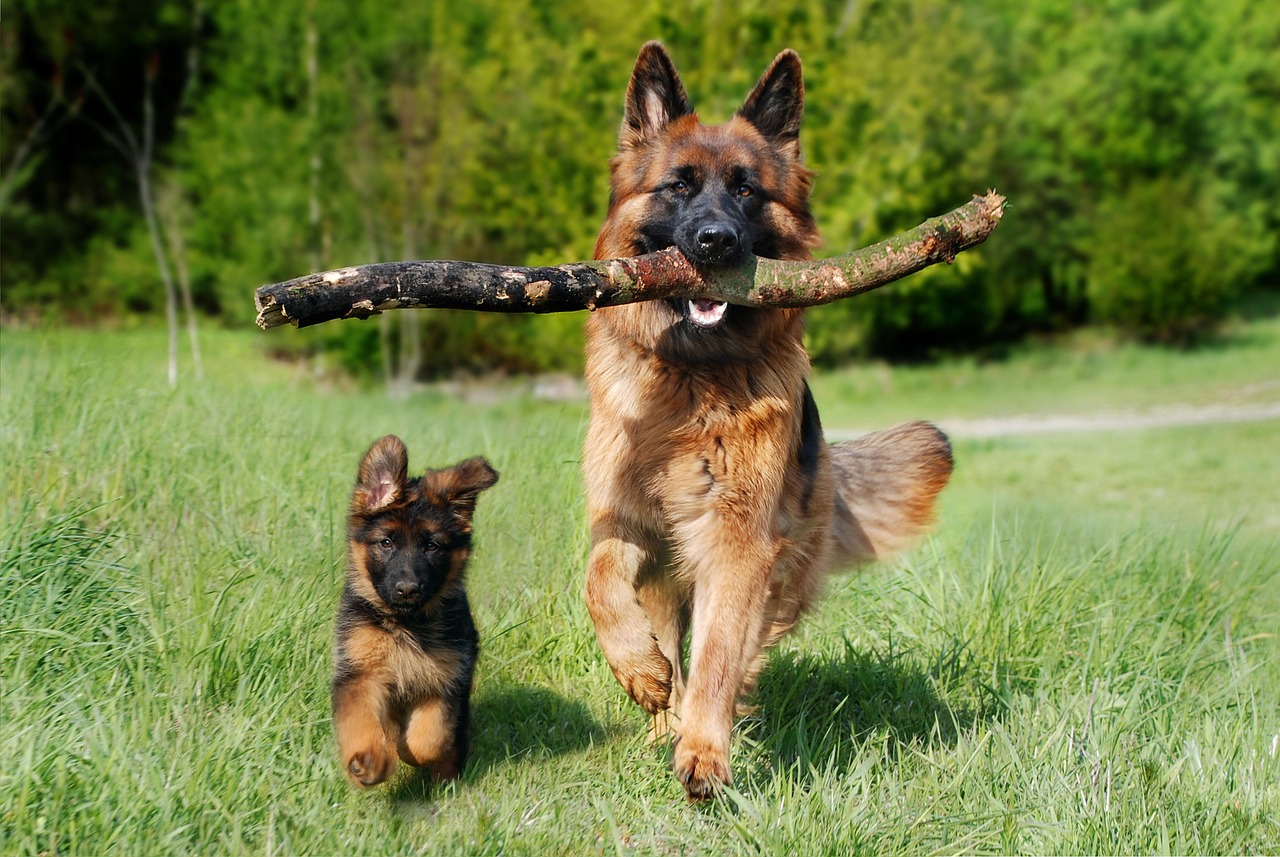 10 dog friendly pubs on the Isle of Wight