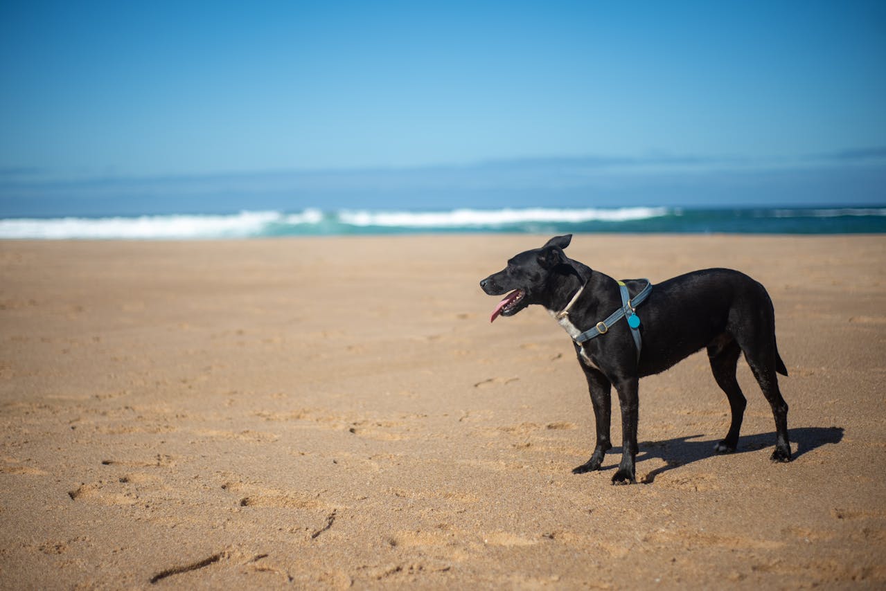 15 dog friendly beaches in North Wales