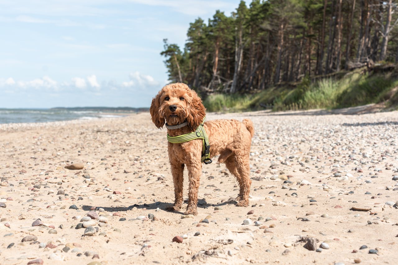 10 dog friendly beaches in Scotland
