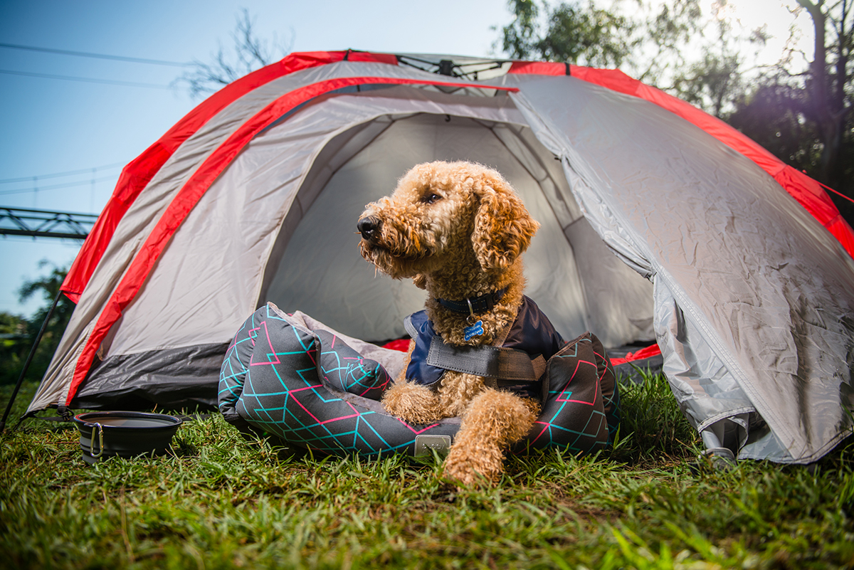 Dog friendly camping guide