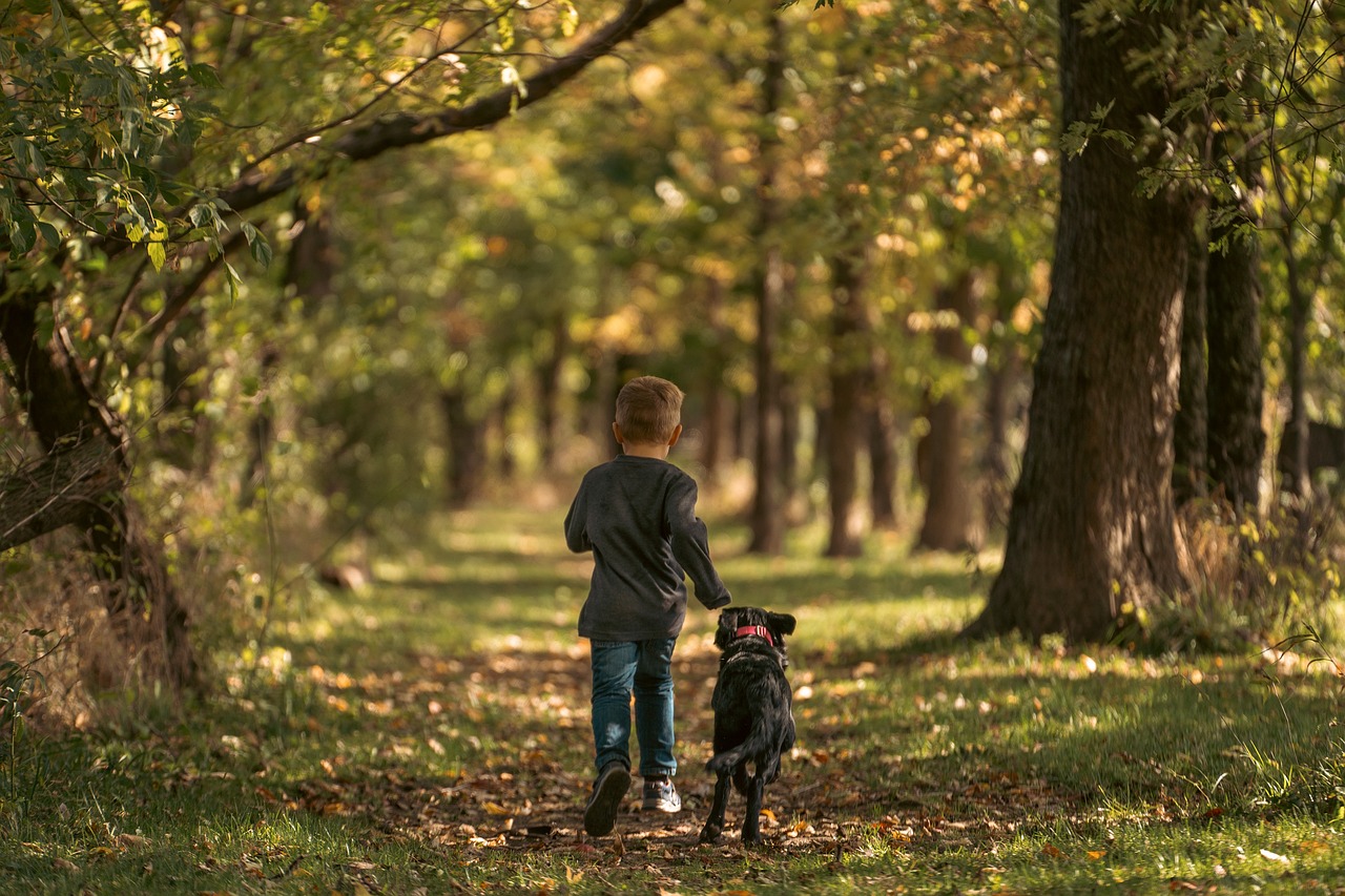 Top 20 things to do in the New Forest with dogs