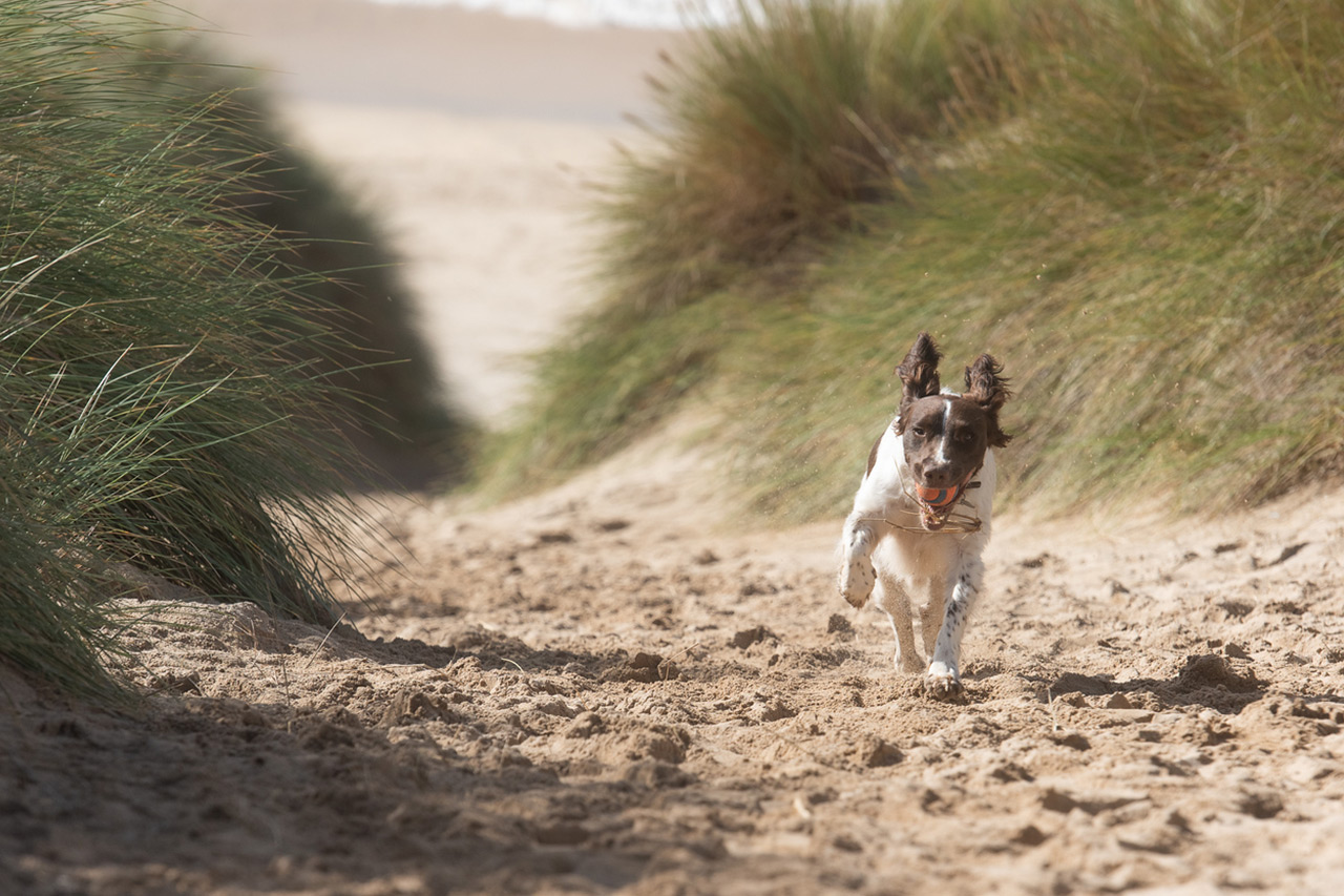The best dog walks in Cornwall