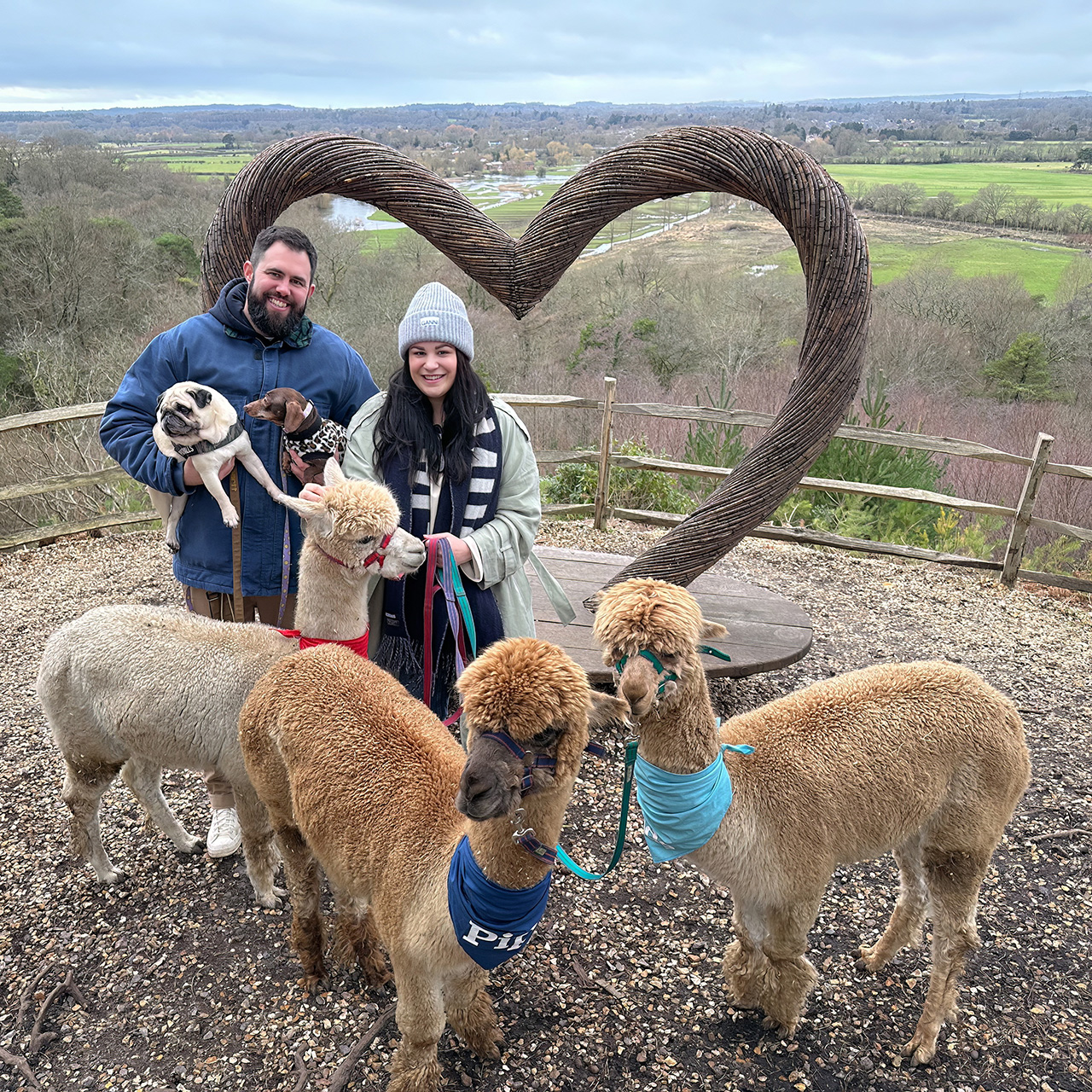 6 alpaca walking experiences in Hampshire