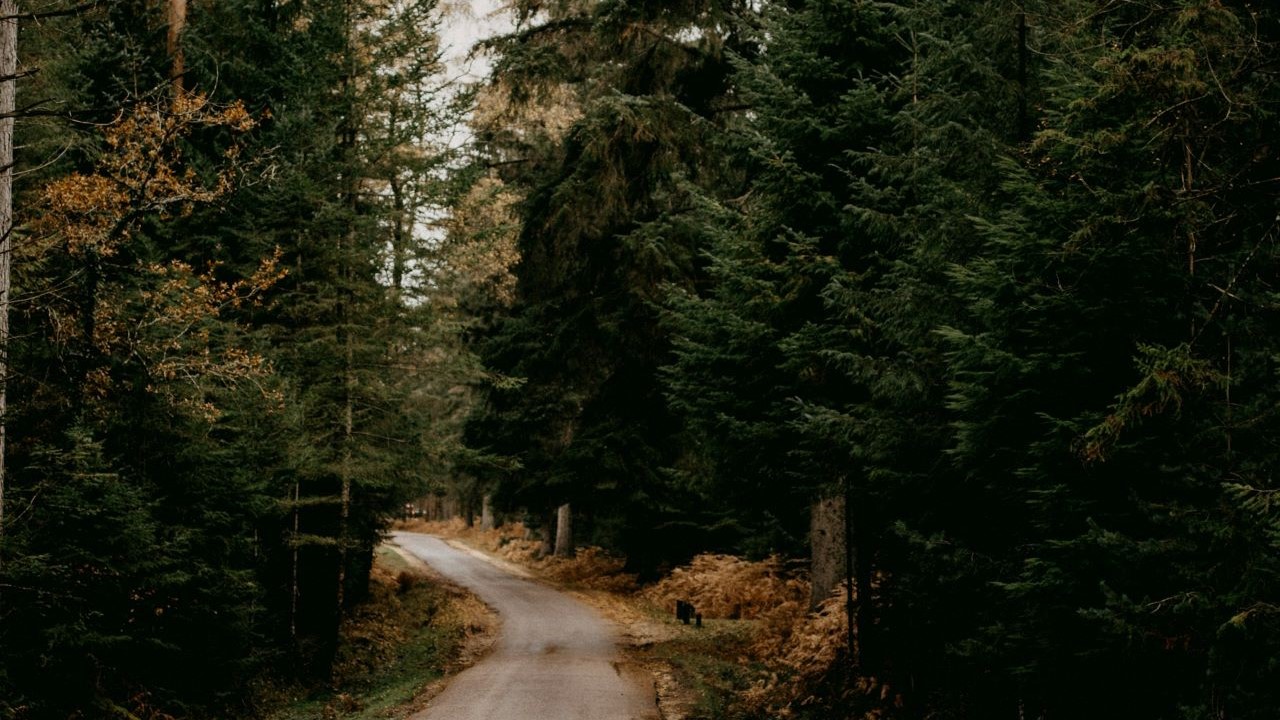 Explore 11 best walks in the New Forest