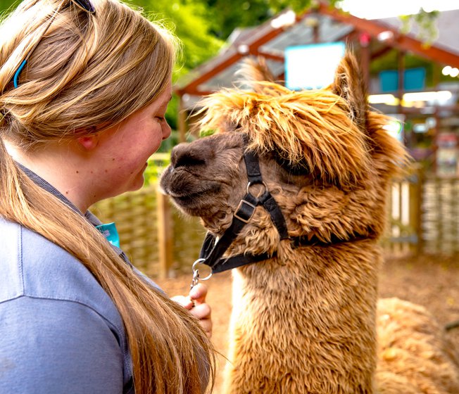 An alpaca with their trainer on a summers day at Sandy Balls.