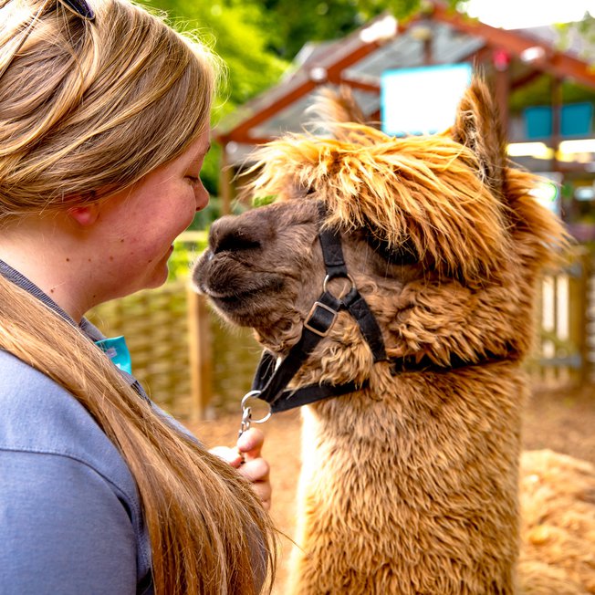 
                An alpaca with their trainer on a summers day at Sandy Balls.
                
