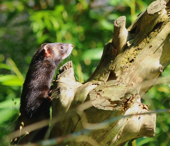 Wildlife image