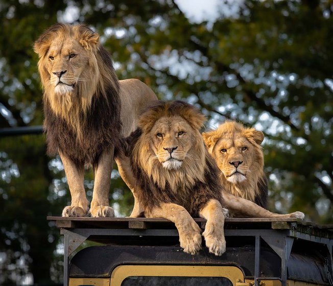 An image of three lions at a Zoo.