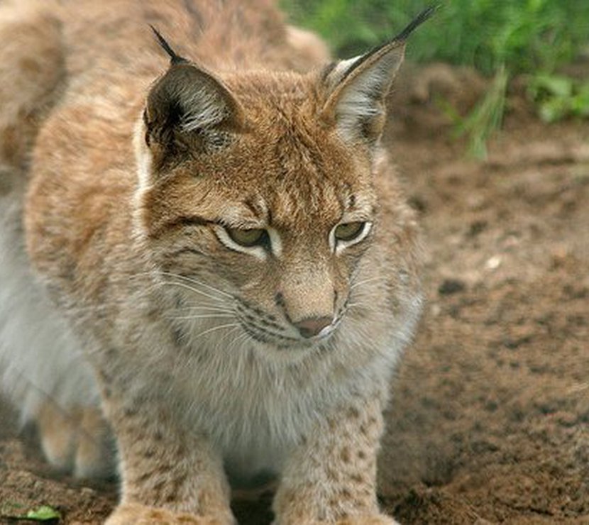 A close up image of an animal at the Lincolnshire Wildlife Park.