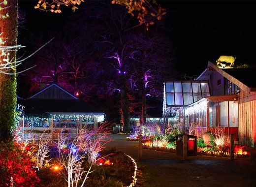 Our stunning festive event at Sandy Balls, the Forest of Light. Give your family a festive break to remember.