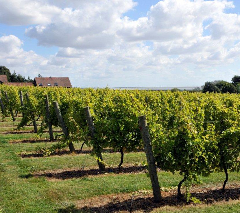 An image of the vineyard at Mersea Island Vineyard on a sunny, cloudy day.