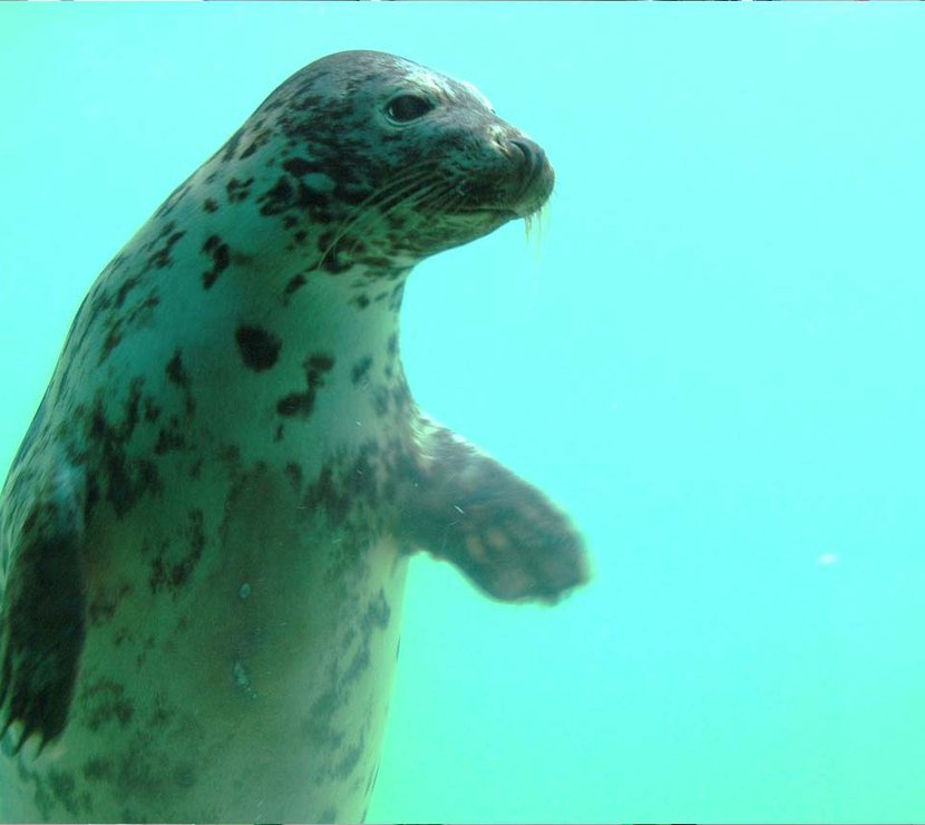 An image of a seal swimming at the Cornish Seal Sanctuary.