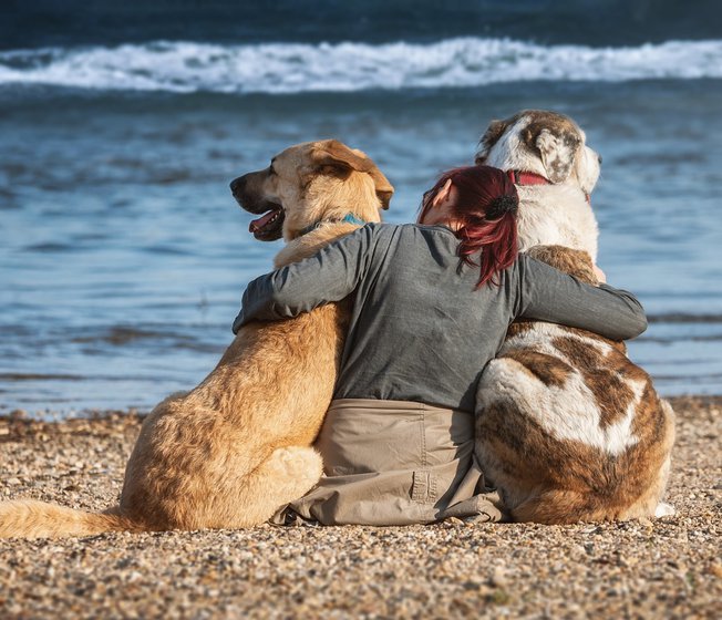 Things to do in Lincolnshire with dogs image