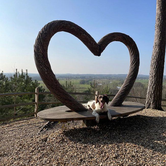 Dog friendly holidays in New Forest image
                