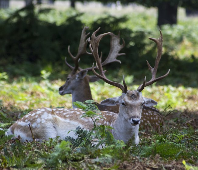 Ultimate guide to New Forest wildlife image