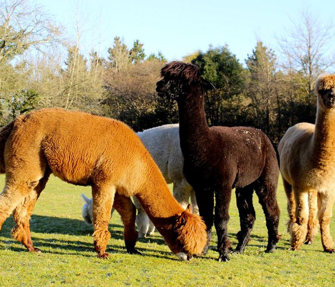 A group of our resident alpacas at Sandy Balls Holiday Village.