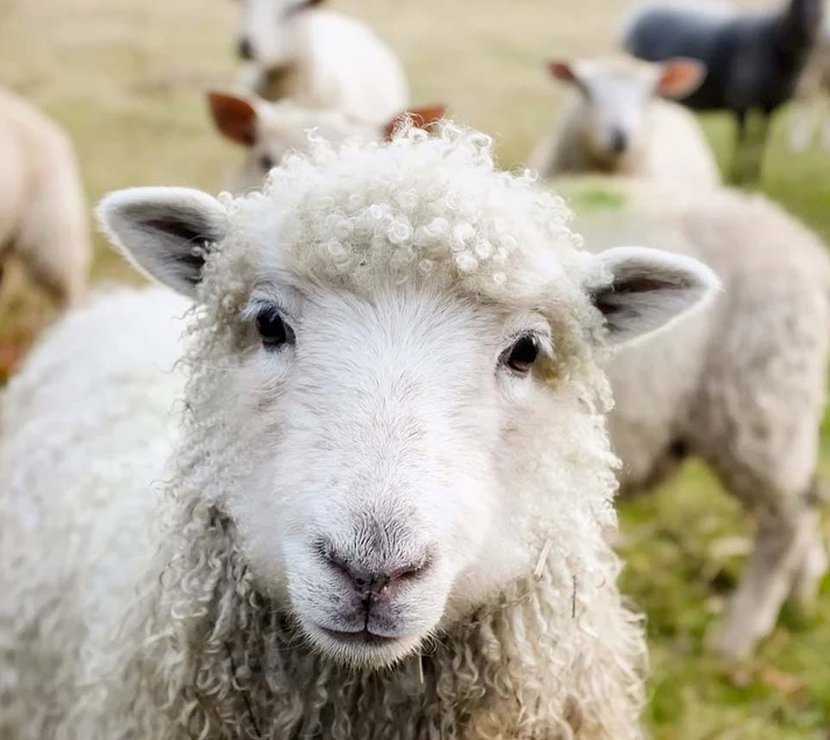 A close up image of a sheep looking at the camera.