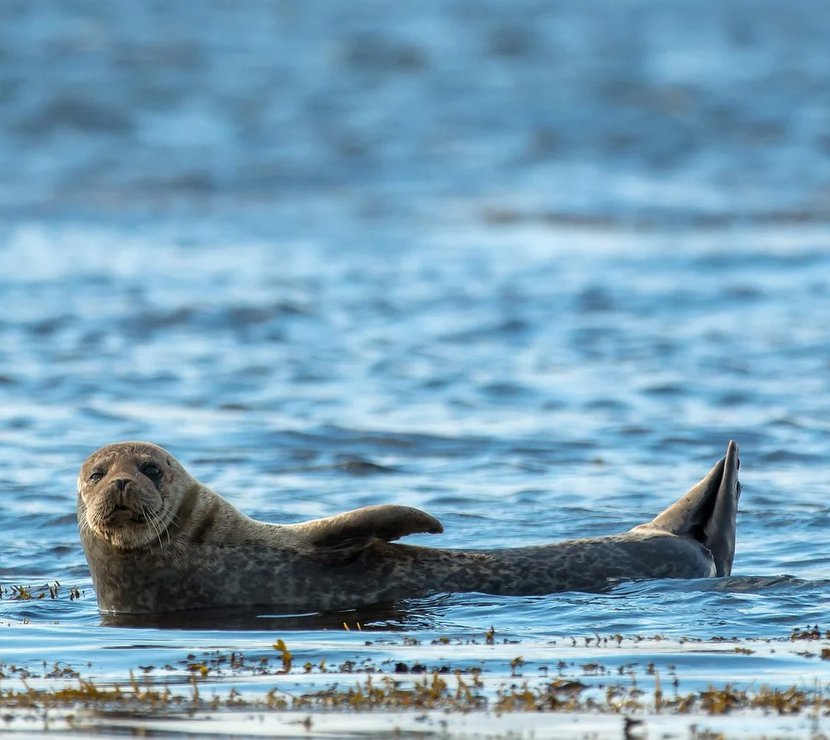 A seal at Thorney Island near Mill Rythe Holiday Park.