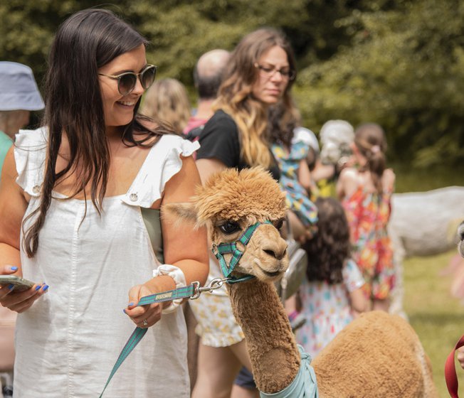A woman taking one of our resident alpacas on a walk at Sandy Balls. Hampshire.