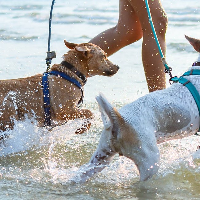 
                Two small Jack Russell dogs, one light brown and the other white, playing in the sea at Mersea Island. This caravan holiday park is dog friendly.
                