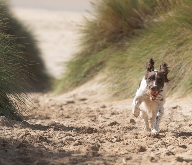 Best dog friendly walks Cornwall image