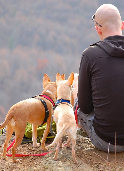 Things to do in North Wales with dogs image