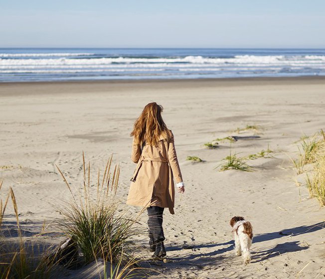 Cornwall dog friendly beaches image
