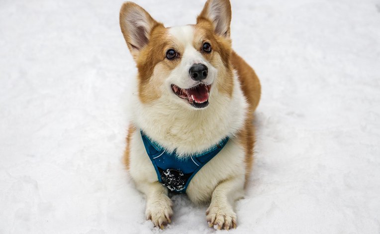 Dog friendly breaks image