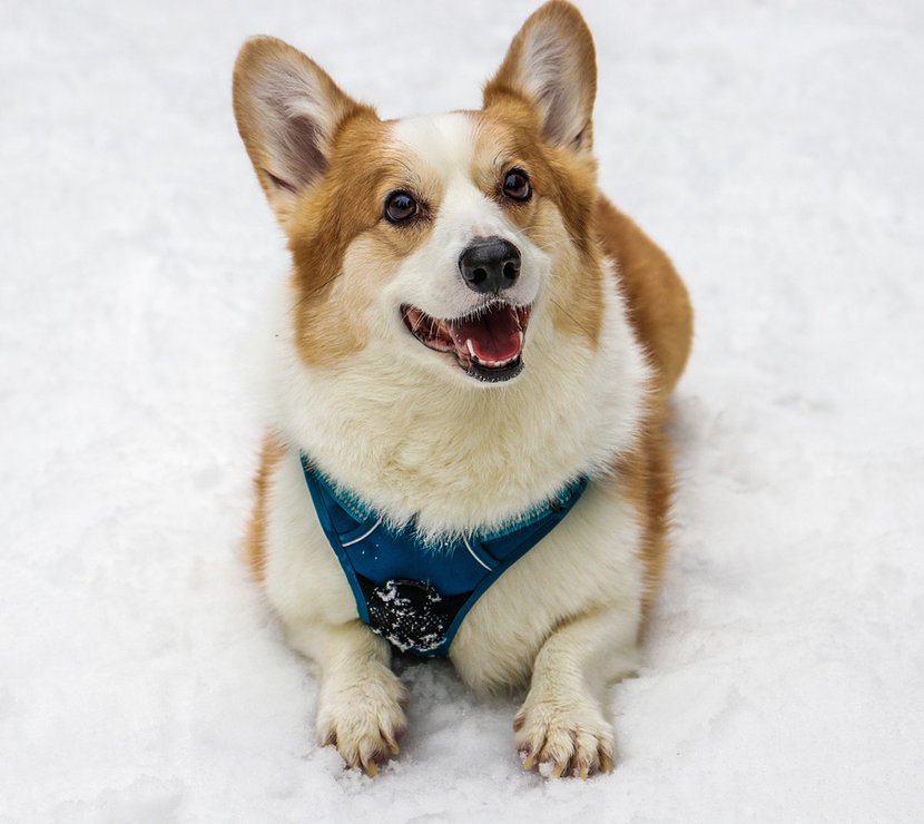 Dog friendly breaks image