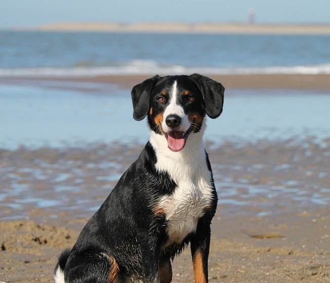 Things to do in Cornwall with dogs image