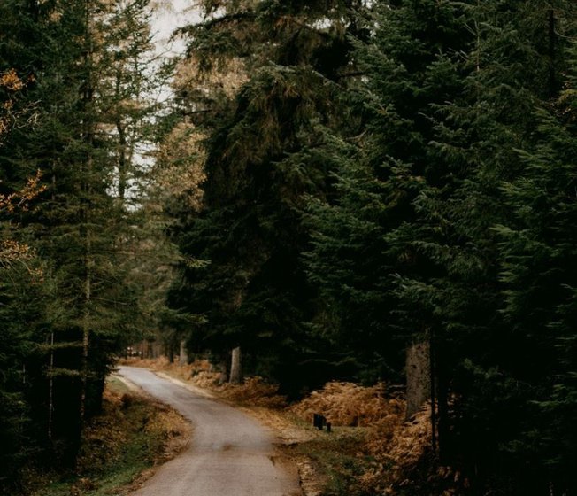 11 best walks in the New Forest image