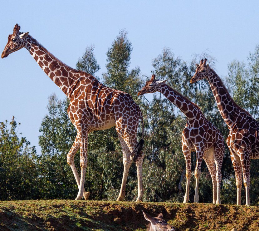 A group of three giraffes at Colchester Zoo.